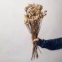 Beige dried flower bunch displayed on a clean white background ideal for rustic natural interior styling.