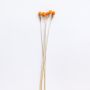 Orange dried flower stem displayed on a clean white background ideal for simple modern natural home styling.